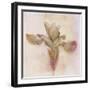 Remembered Flowers I-Judy Stalus-Framed Photographic Print