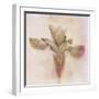 Remembered Flowers I-Judy Stalus-Framed Photographic Print