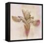 Remembered Flowers I-Judy Stalus-Framed Stretched Canvas