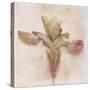 Remembered Flowers I-Judy Stalus-Stretched Canvas