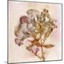 Remembered Flowers III-Judy Stalus-Mounted Photographic Print