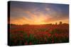 Remembrance Field of Hope, Poppy Field Near Upper Rissington, Cotswolds-Tony Inwood-Stretched Canvas