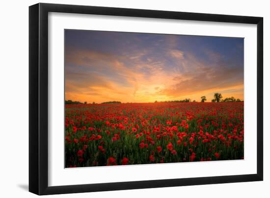Remembrance Field of Hope, Poppy Field Near Upper Rissington, Cotswolds-Tony Inwood-Framed Photographic Print