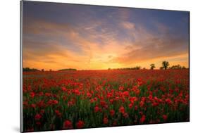 Remembrance Field of Hope, Poppy Field Near Upper Rissington, Cotswolds-Tony Inwood-Mounted Photographic Print