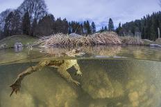 Waterlily flower which has opened underwater in a lake. Alps, Ain, France-Remi Masson-Photographic Print