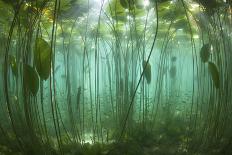 Waterlily flower which has opened underwater in a lake. Alps, Ain, France-Remi Masson-Photographic Print