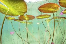 Waterlily flower which has opened underwater in a lake. Alps, Ain, France-Remi Masson-Photographic Print