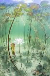 Waterlily flower which has opened underwater in a lake. Alps, Ain, France-Remi Masson-Photographic Print