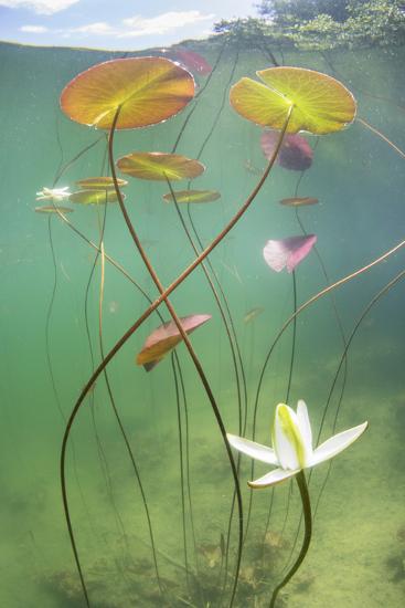 Premium Photographic Print, , large
