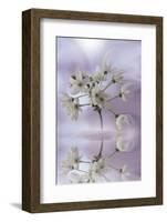 Reminiscence-Viviane Fedieu Daniel-Framed Photographic Print