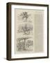 Reminiscenes of Omdurman-William T. Maud-Framed Giclee Print