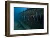 Remora's Suck the The Hull of a Shipwreck in Fiji-Stocktrek Images-Framed Photographic Print