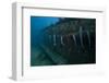 Remora's Suck the The Hull of a Shipwreck in Fiji-Stocktrek Images-Framed Photographic Print