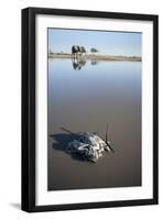 Remote Camera and African Elephant, Chobe National Park, Botswana-Paul Souders-Framed Photographic Print