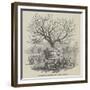 Removal of a Large Apricot Tree at Ipswich-null-Framed Giclee Print