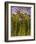 Renaissance-Herb Dickinson-Framed Photographic Print