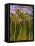 Renaissance-Herb Dickinson-Framed Stretched Canvas