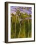 Renaissance-Herb Dickinson-Framed Photographic Print