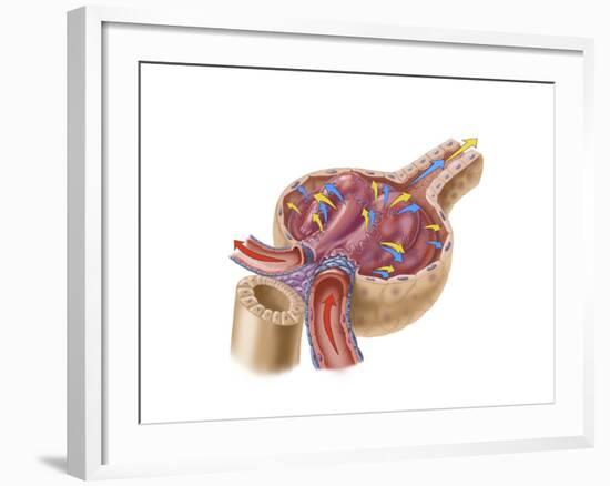 Renal Glomerulus-null-Framed Art Print