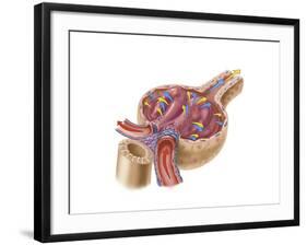 Renal Glomerulus-null-Framed Art Print