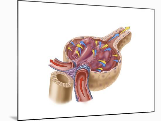 Renal Glomerulus-null-Mounted Art Print