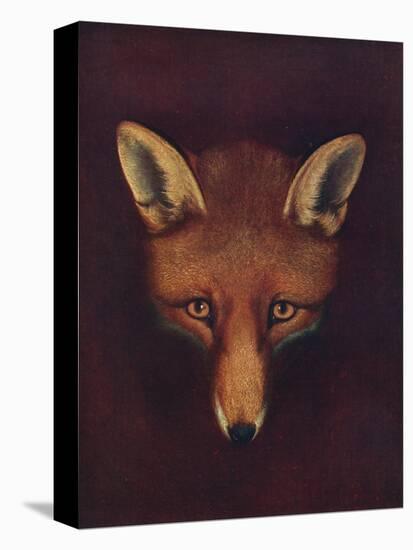 'Renard the Fox', c1800, (1922)-Philip Reinagle-Stretched Canvas