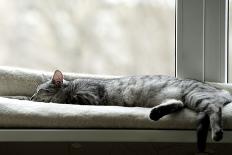 Sleeping Cat near Window on Sunny Day in Natural Background, Resting Cat on Day Time, Cat and Siest-Renata Apanaviciene-Photographic Print