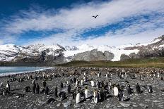 Floating Ice Mountains and Coastline Neko Harbour Antarctic Peninsula Antarctica-Renato Granieri-Photographic Print