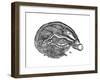 Rene Descartes Diagram of the Human Brain and Eye, 1692-null-Framed Giclee Print