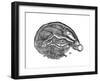 Rene Descartes Diagram of the Human Brain and Eye, 1692-null-Framed Giclee Print