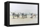 Canvas Black