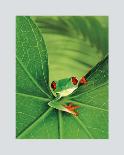 Tree Frog-Renee Lynn-Mounted Art Print