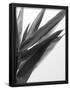 Essential Black