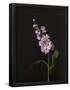 Essential Black