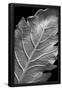 Essential Black