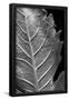 Essential Black