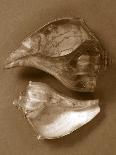 Sensual Shells II-Renee W. Stramel-Art Print