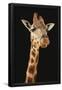 Essential Black