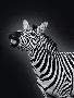 Laminate