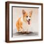Brown Frame