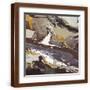 Brown Frame