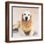 Brown Frame