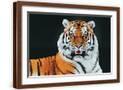 Brown Frame
