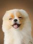 Laminate
