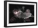 Black Frame