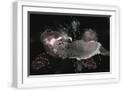 White Frame