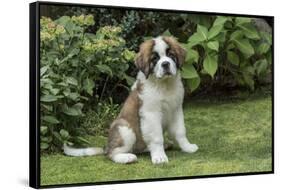Renton, WA. Portrait of a three month old Saint Bernard puppy in his yard.-Janet Horton-Framed Stretched Canvas
