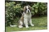 Renton, WA. Portrait of a three month old Saint Bernard puppy in his yard.-Janet Horton-Stretched Canvas