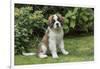 Renton, WA. Portrait of a three month old Saint Bernard puppy in his yard.-Janet Horton-Framed Photographic Print