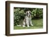 Renton, WA. Portrait of a three month old Saint Bernard puppy in his yard.-Janet Horton-Framed Photographic Print